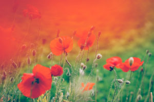 poppies poppies
